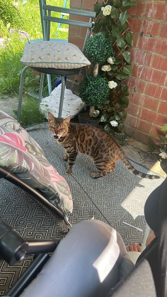 Female Bengal cat