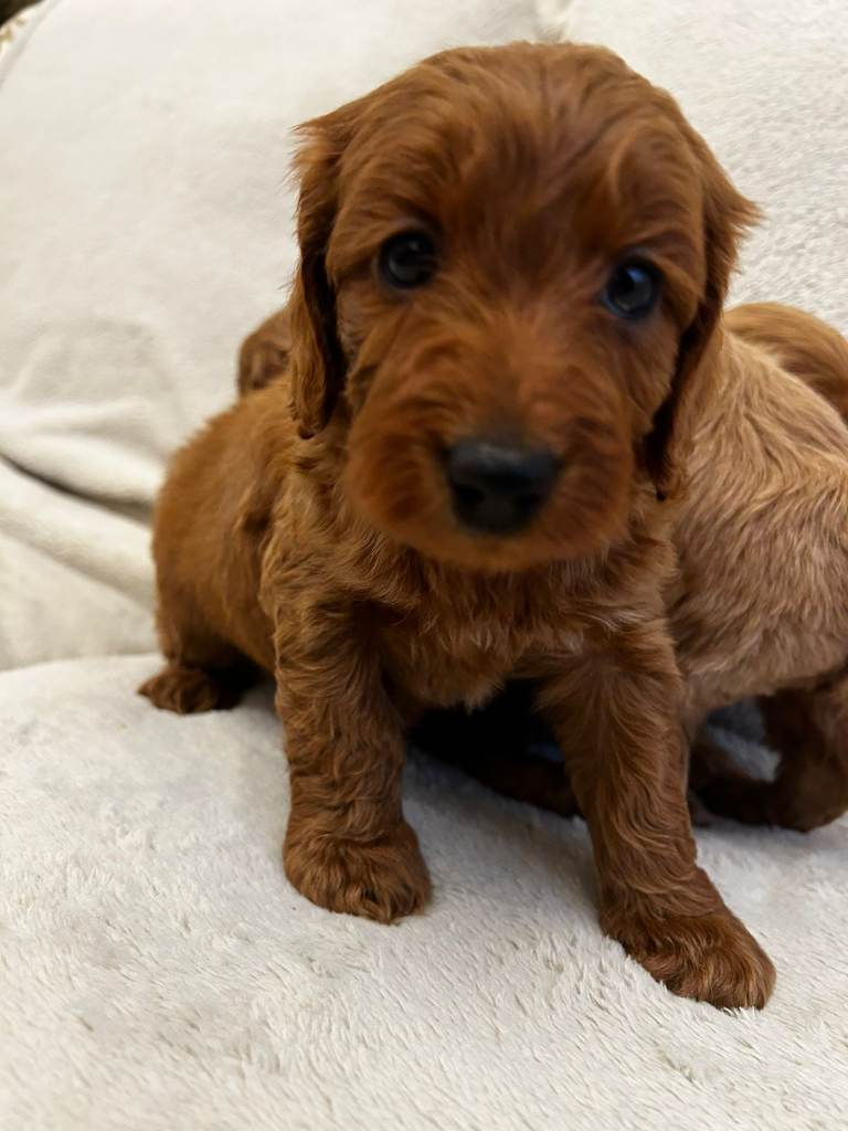 F1 Cockapoo pups for sale 