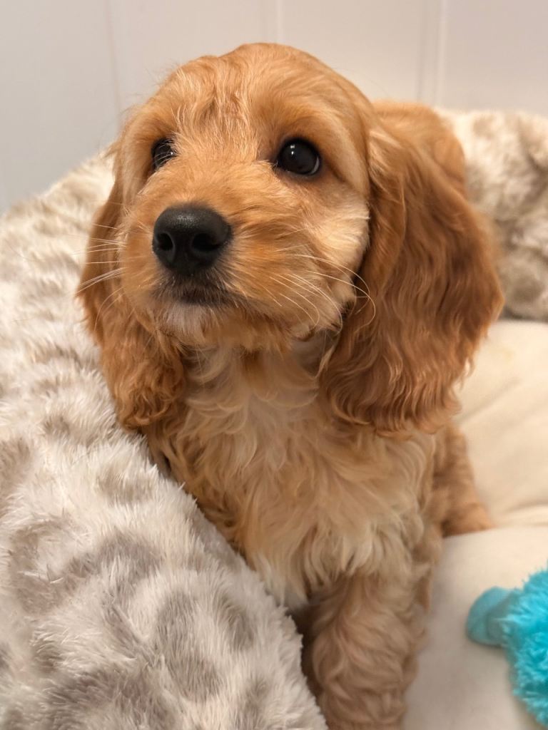 F1 Cockapoo puppies