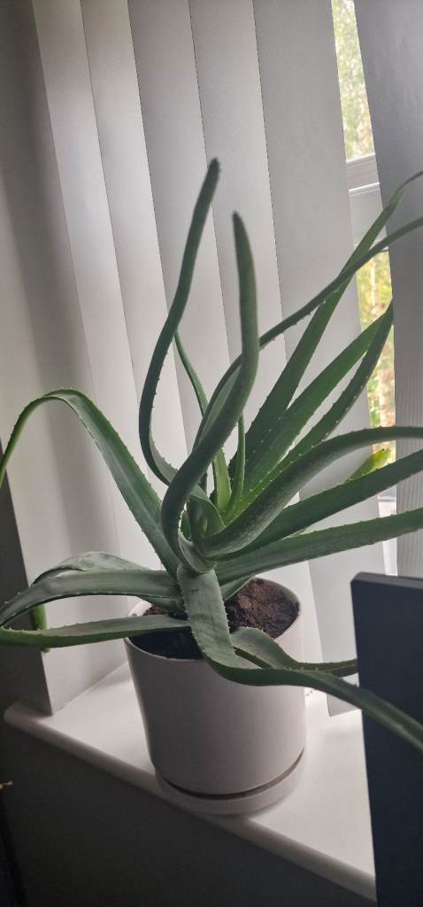 Large Aloe vera plant