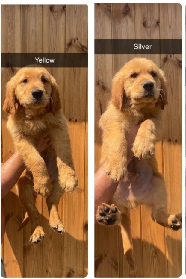 2 BOYS LEFT KC HEALTH TESTED GOLDEN RETRIEVERS 