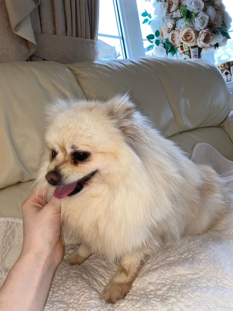 Beautiful Pomeranian girl for sale