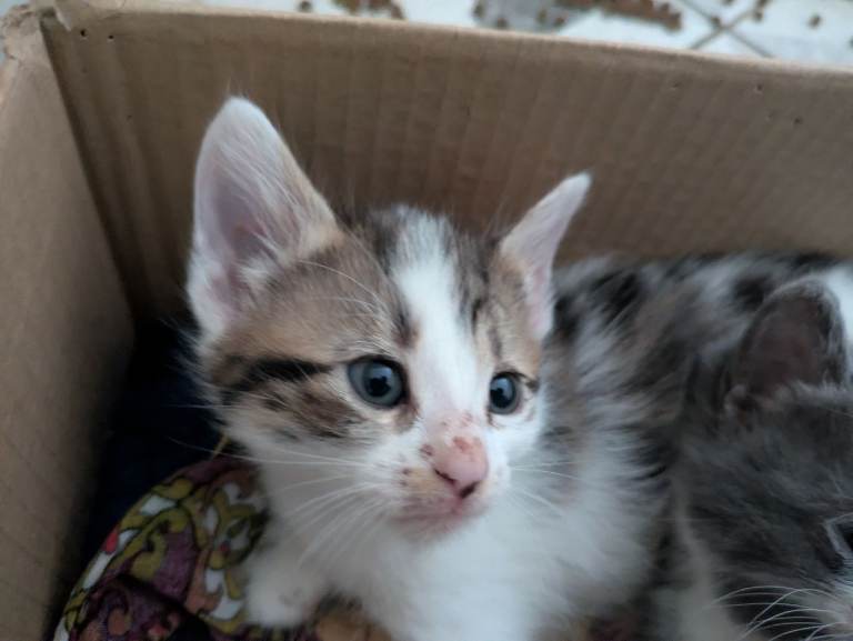 Kitten for sale 