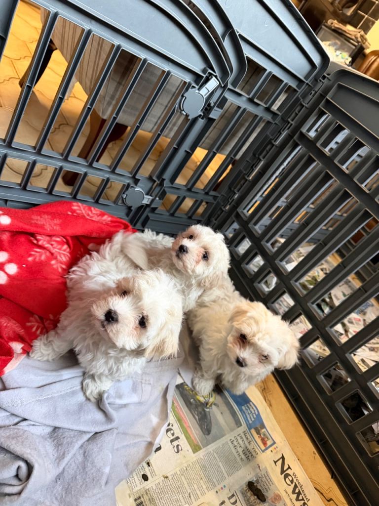 🐶  2 girls and 1 Boy left Pure Breed Maltese Puppies for Sale 🐶 