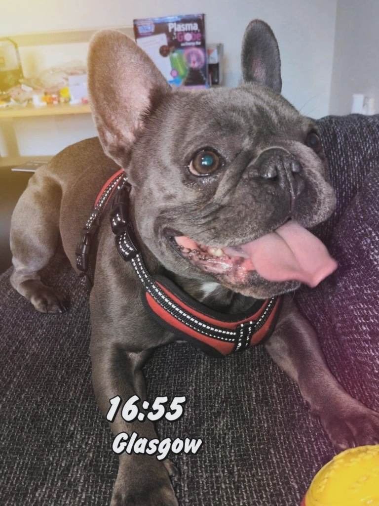 2 year old pedigree blue frenchie