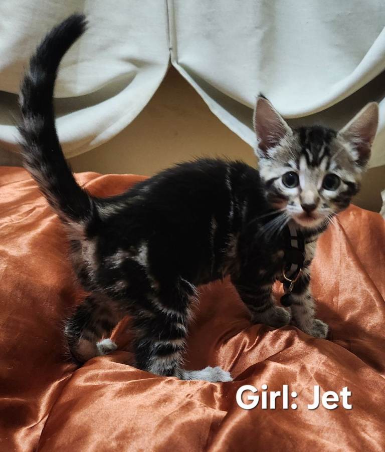 1 Gorgeous Bengal X Kitten REMAINING from a strong TICA line