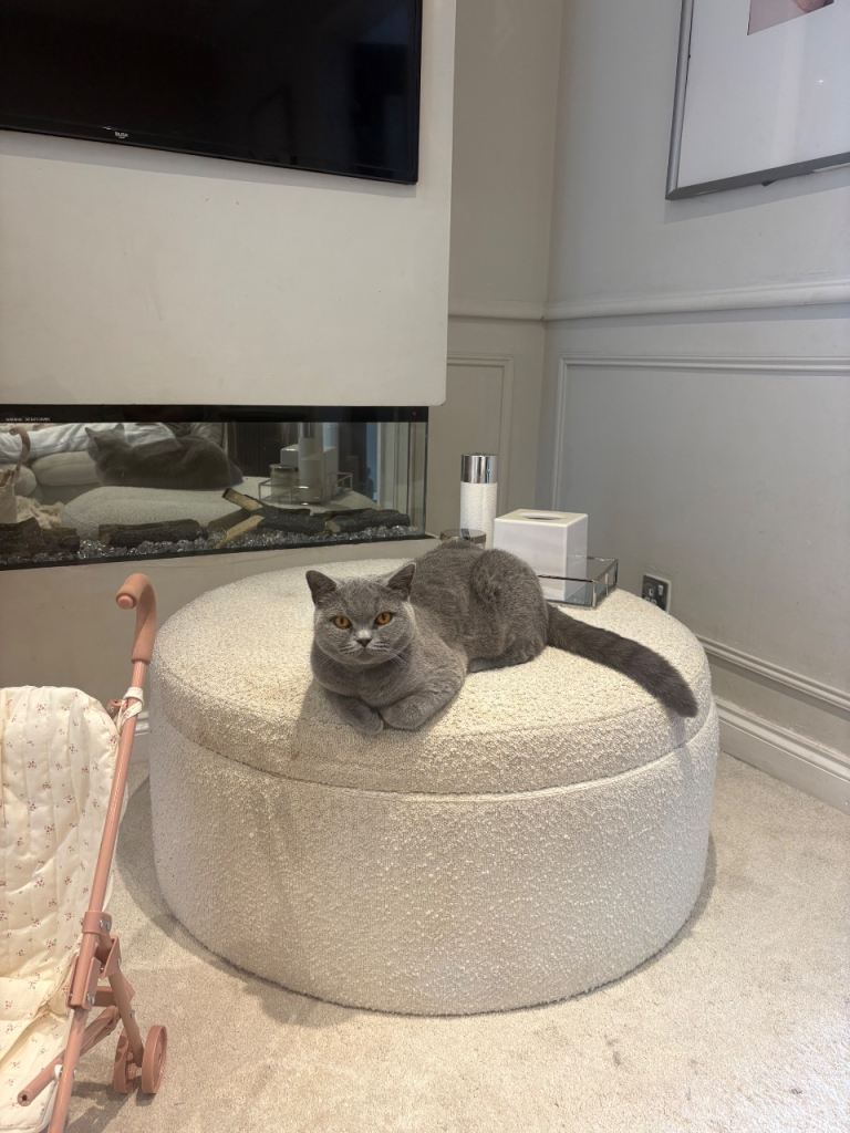 british blue short hair