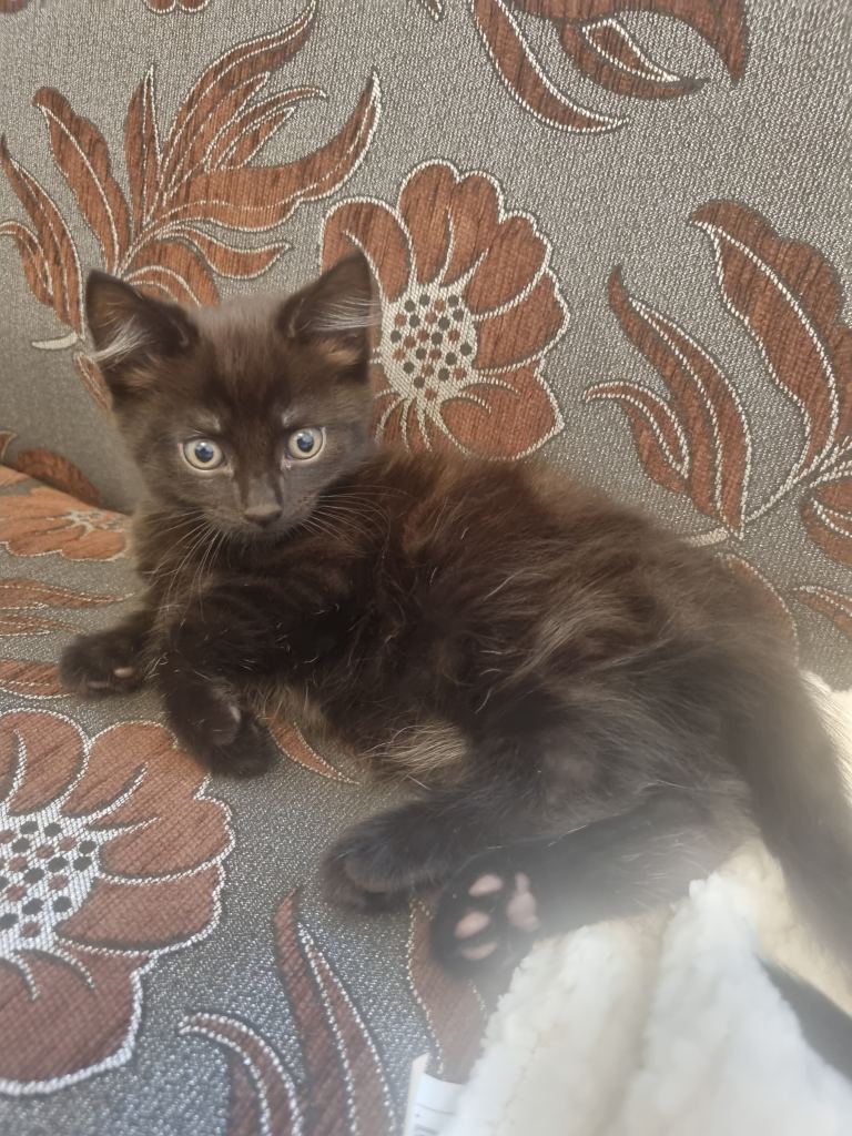 Kittens ready now