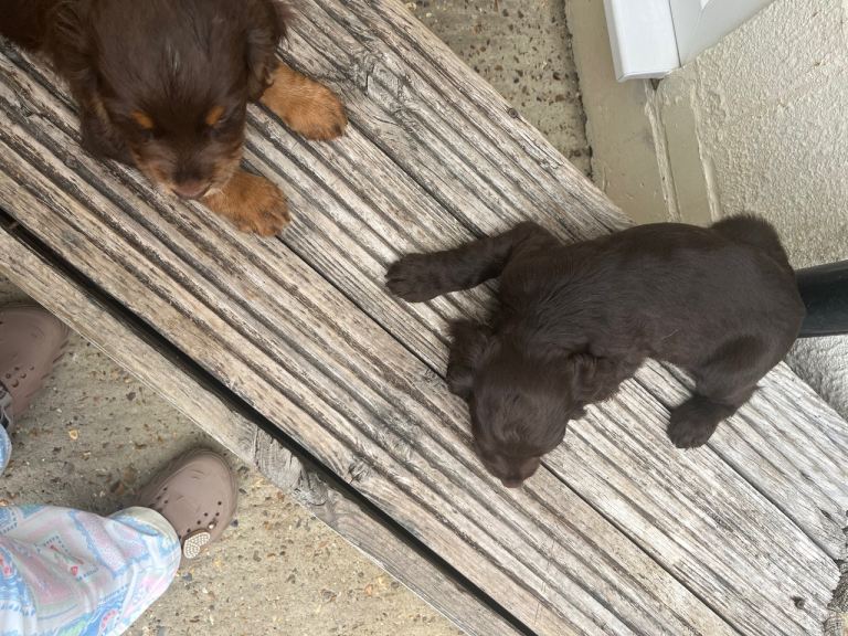 Coker puppies 