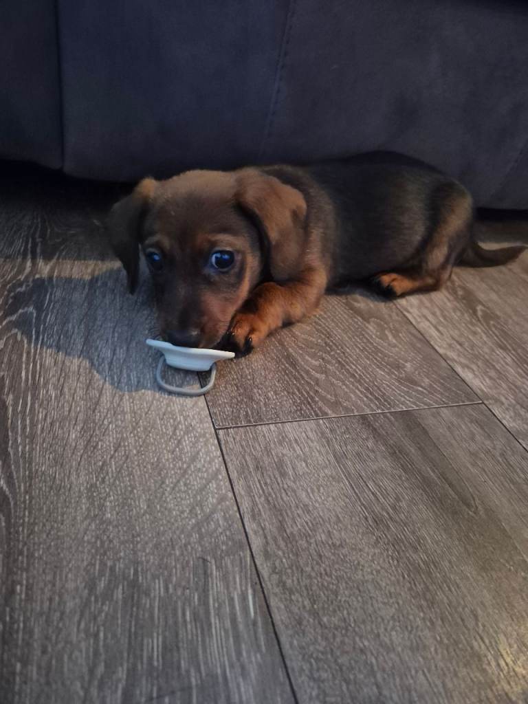 Jack Russell/ daushound 