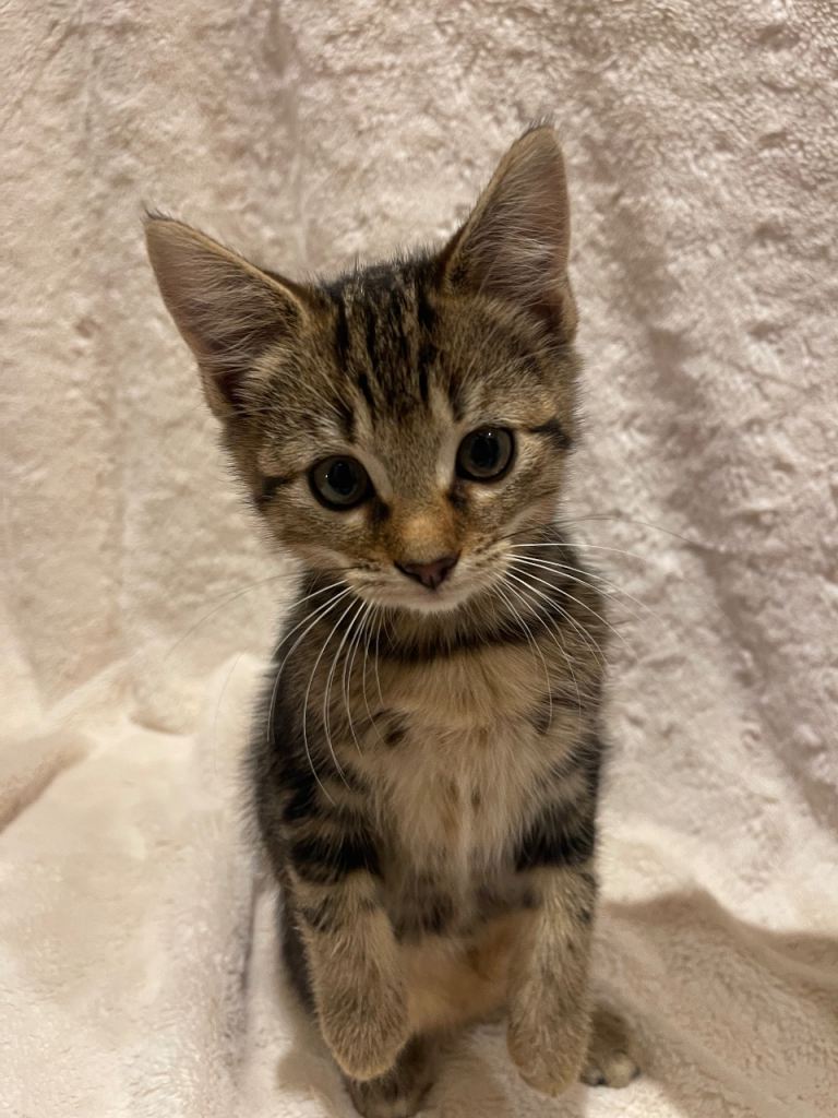 Beautiful Fluffy Kittens ***READY NOW***
