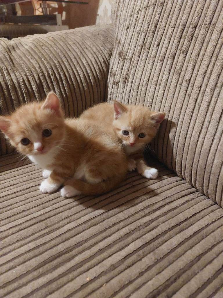 Ragdoll cross kittens