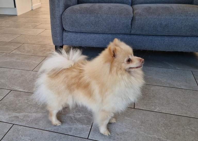 Pomeranian girl Cream 2.5 years old. 