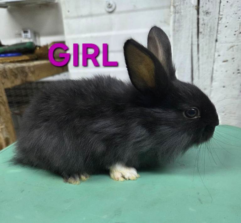 HAND REARED BABY RABBITS!!! VIEW ALL PICTURES!!