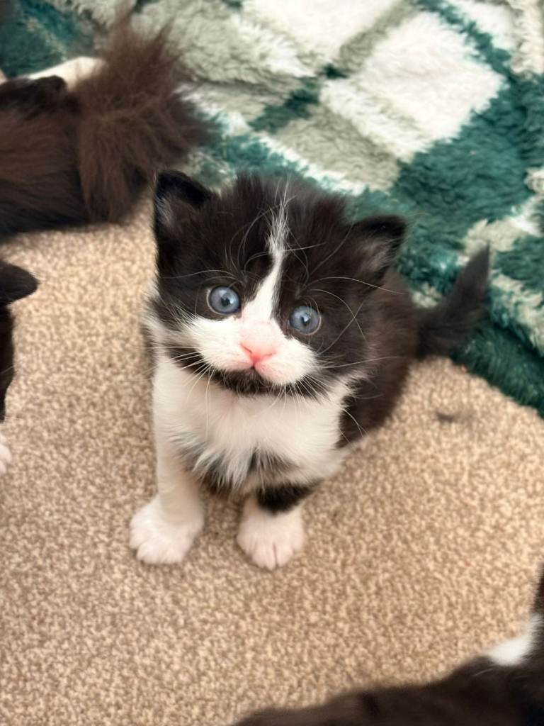 Fluffy kittens 