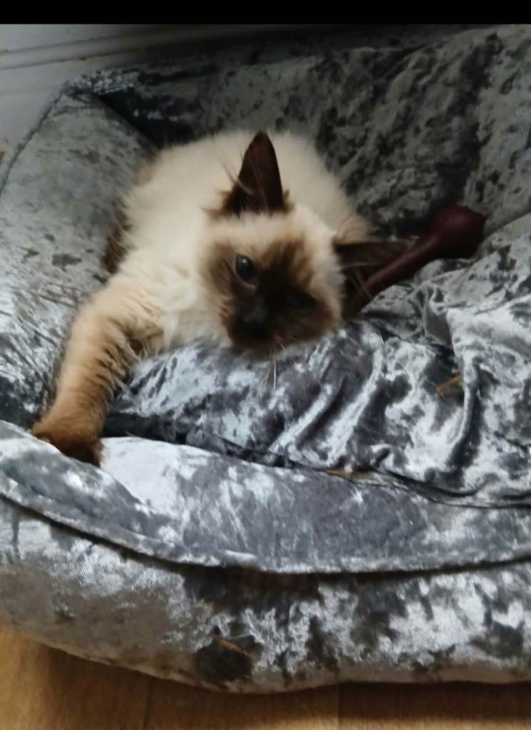 Ragdolls