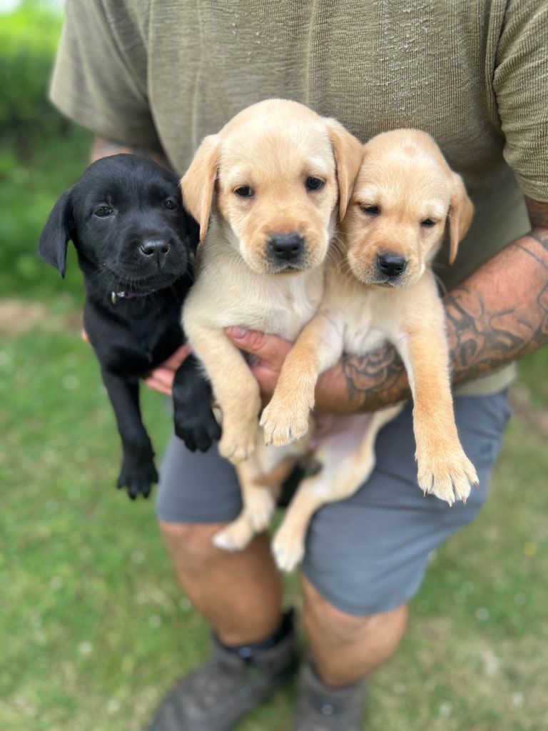 Labrador puppies 