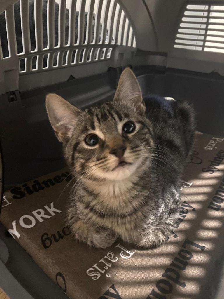 Cute mix breed 11 week kitten