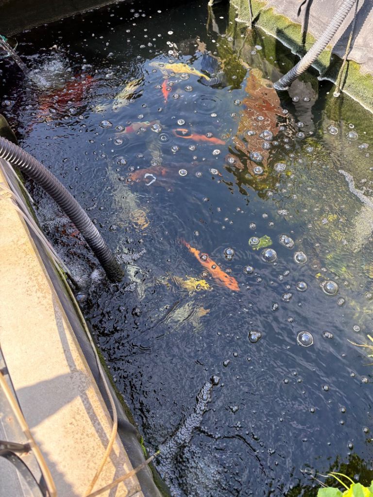 Koi carp 