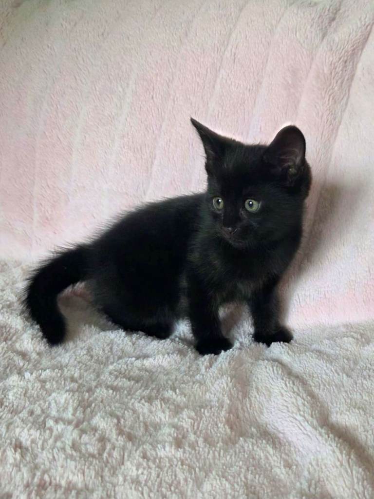 Cute black kittens 