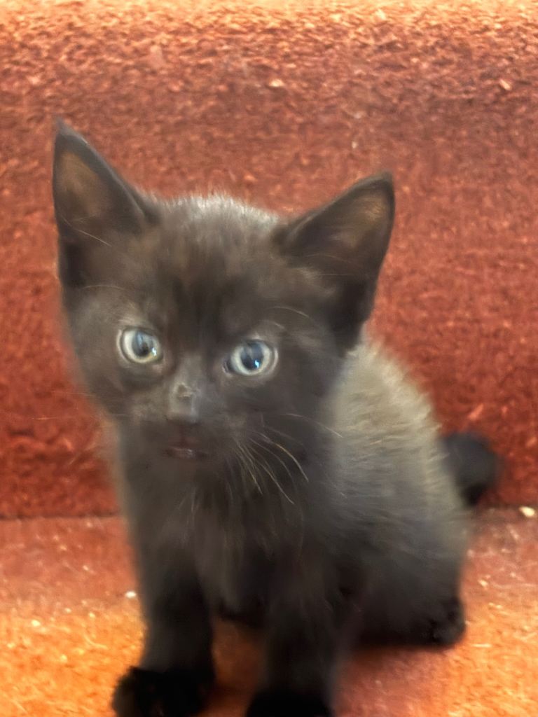 2 female black kittens ready  now  