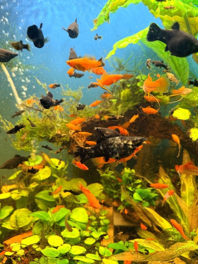 Tropical Fish for sale,molies,platy,swordtails,common Pleco 