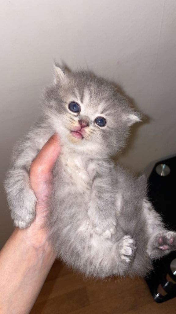 RARE PURE COLOURPOINT/LILAC BRITSH SHORT HAIR FOR SALE 