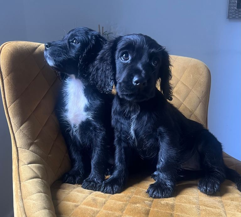 Lovely Cocker Spaniel Girls!!!!
