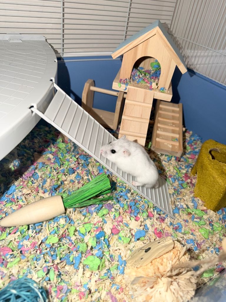 Dwarf hamster and full set up with accessories