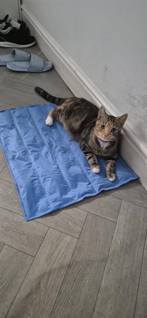 Tabby Cat for Sale