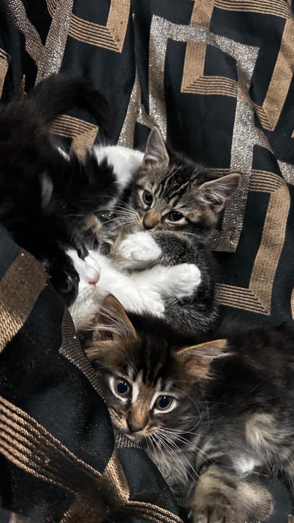 Three Beautiful kittens FOR SALE