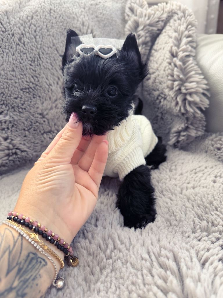 Mini Yorkshire Terrier puppies last one