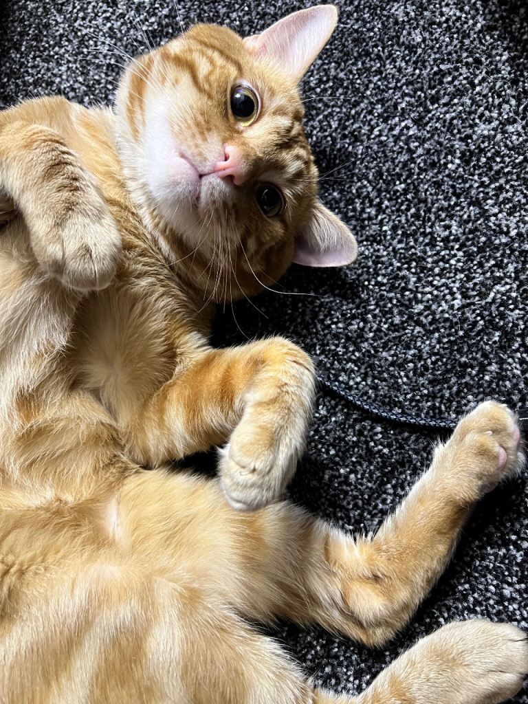 Lovely cat 