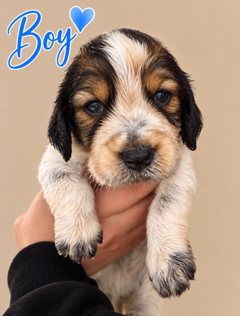  ROAN BLUE COCKER SPANIEL PUPPIES 