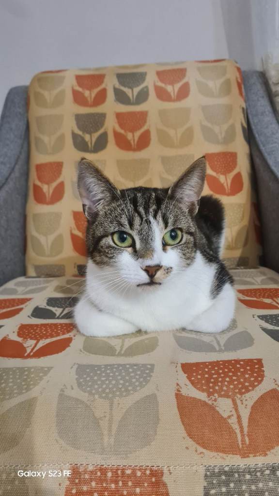 Beautiful Indoor Tabby & White Cat – Rehoming With Full Accessories