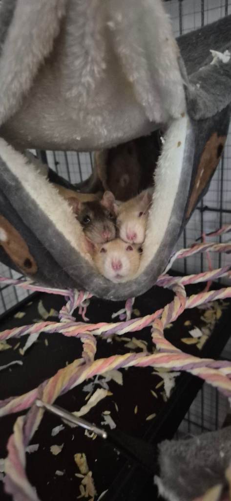 4 female pet rats 