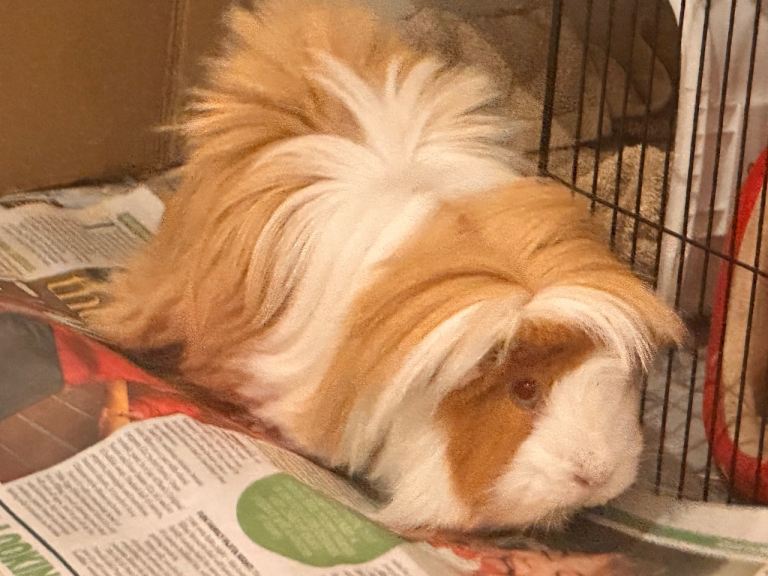 Large long haired 2 year old male guinea pig 