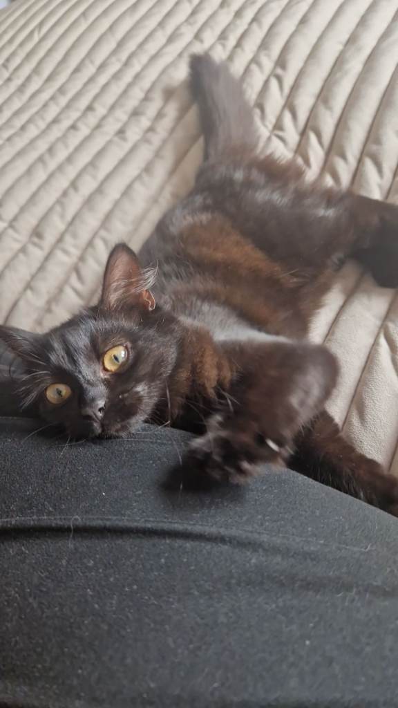 2 black kittens ready for their forever homes 