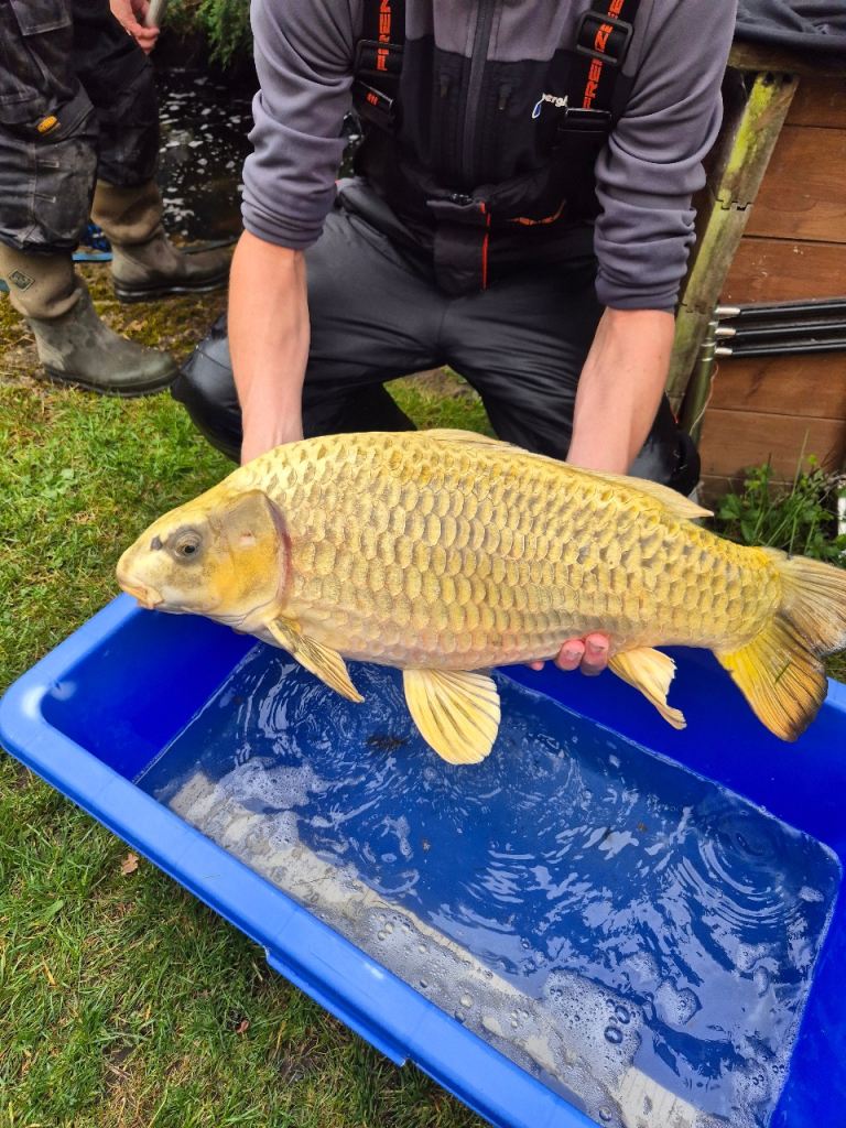Large koi carp