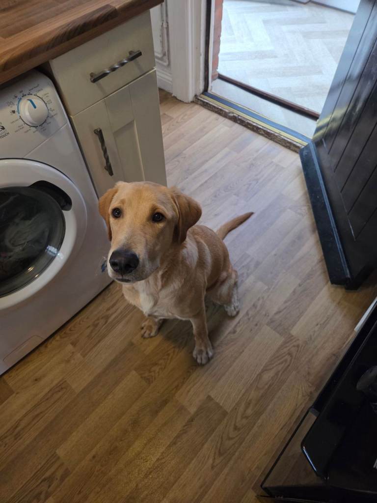 Labrador 9 months