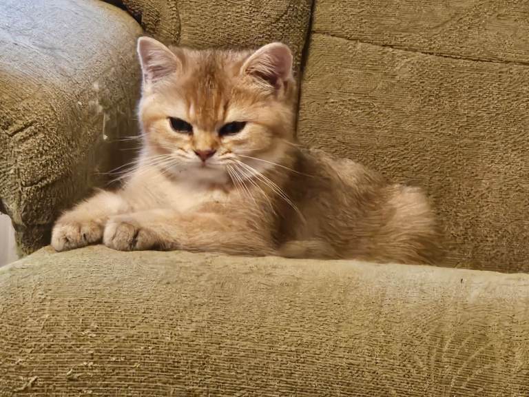 Stunning Golden BSH Kitten - only one left