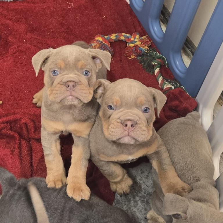 Olde English bulldog puppies 