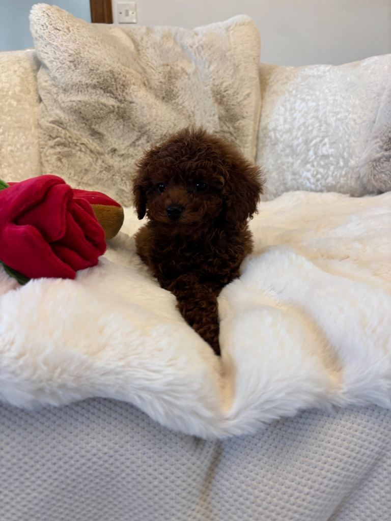 Outstanding little babies 1 girl left.