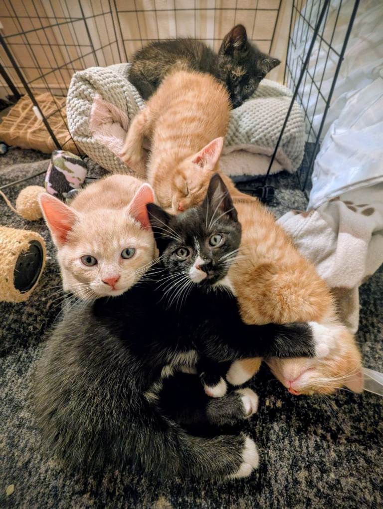 Amazingly Raised Male Ginger Kitten