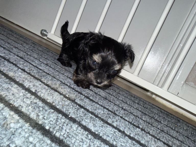 Yorkipoo puppies