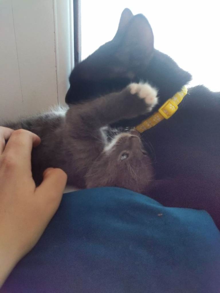 Kittens looking for forever homes 