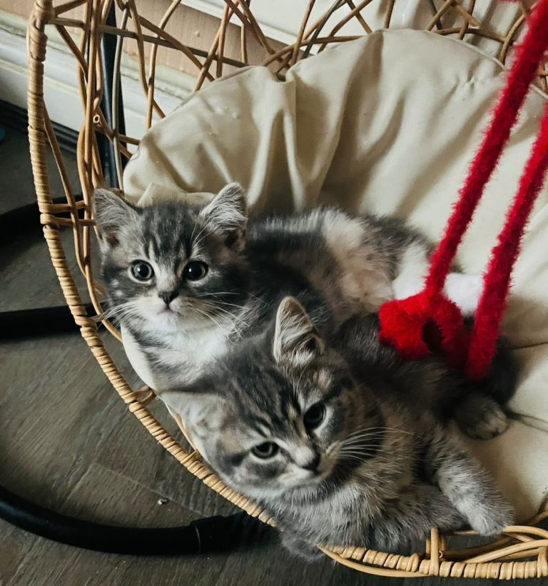 British shorthair kittens 