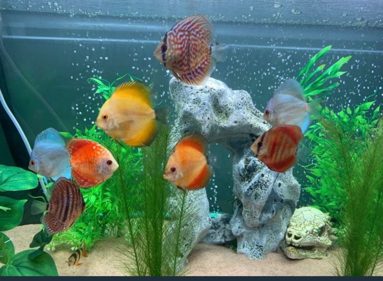 Large fish tank aquarium / vivarium / reptile decor