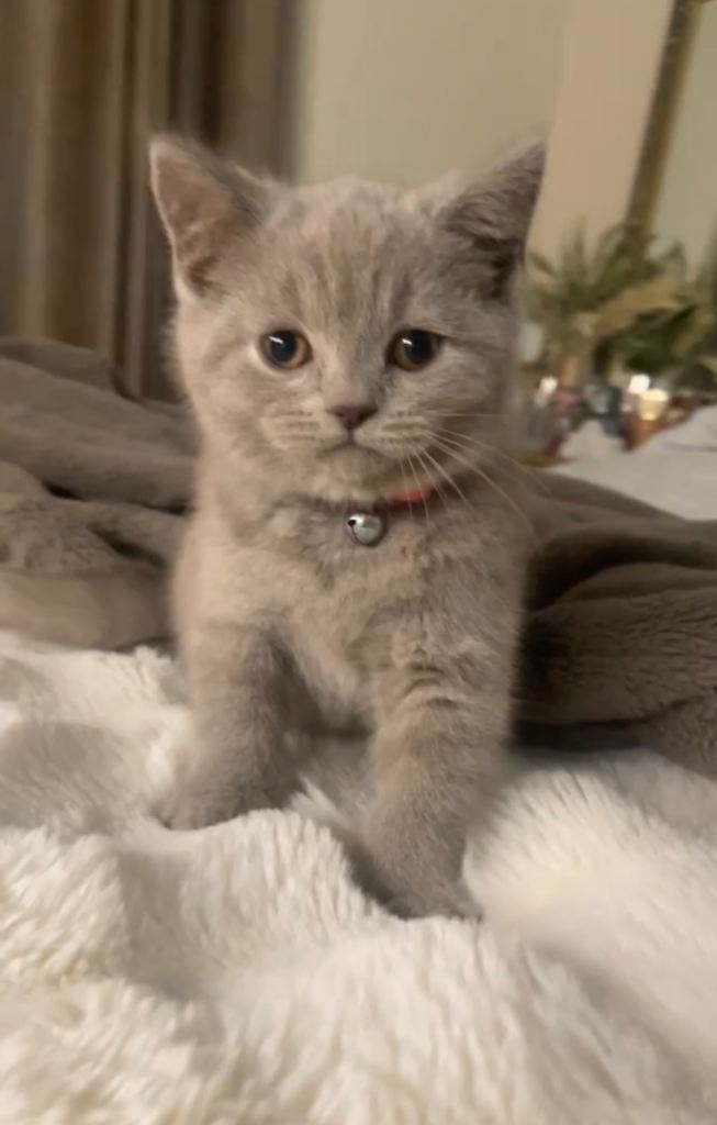 British Blue X Lilac Female kittens for sale❕