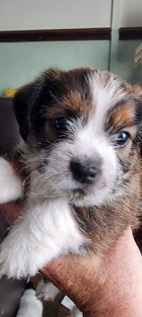 Jack russel x shitzu puppies 